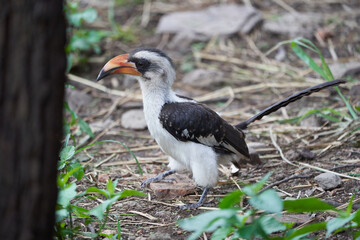 Northern Red Billed Hornbill Tockus Erythrorhynchus Portrait Africa