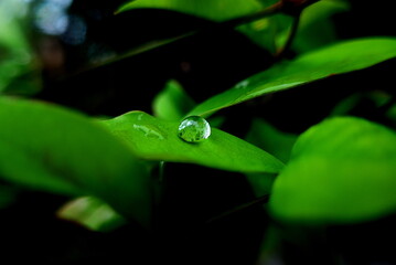 雨上がり、一滴の水滴の乗った葉
