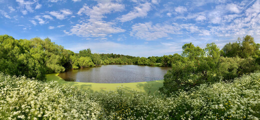 Summer landscape panorama of russian nature. View on pond between green trees and blooming grass under blue sky in sunny day