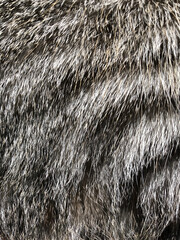 Cat hair background texture