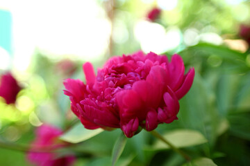 Color photo of a red-pink peony on a blurry background of green leaves. Beautiful and delicate flower in the garden.