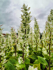 Blühender Fingerhut