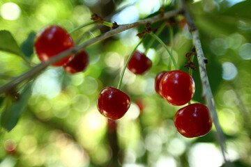 A few delicious cherries on a branch. Fruit tree in the garden outside the city. Organic fruits and berries.
