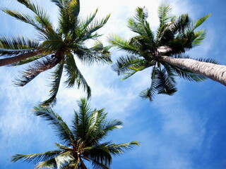Obraz na płótnie Canvas Closeup - Three coconut trees in the bottom view On the background is the blue sky with bright white clouds along the copying area. Selective focus
