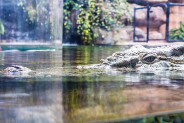 Holiday in Australia view of Animal in Sydney Zoo view