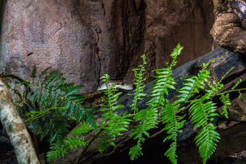 Holiday in Australia view of Animal in Sydney Zoo view