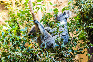Holiday in Australia view of Animal in Sydney Zoo view