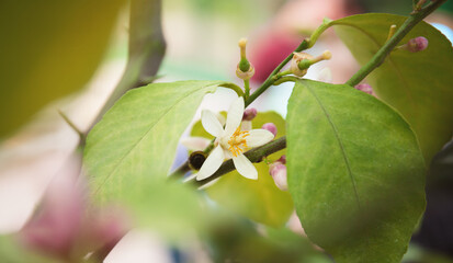 Blooming lemon flower close up