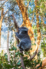 Holiday in Australia view of Animal in Sydney Zoo view