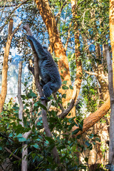 Holiday in Australia view of Animal in Sydney Zoo view