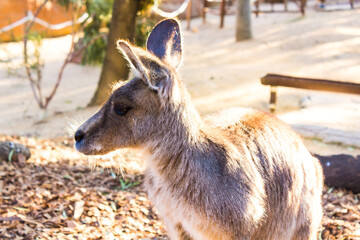 Holiday in Australia view of Animal in Sydney Zoo view