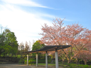 公園の葉桜と日陰棚　A cherry tree  and pergola in the park