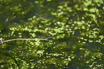 large red damselfly mating couple Pyrrhosoma nymphula damselflies Coenagrionidae