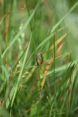  Roesel´s shieldback Grasshopper