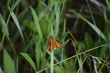 small skipper Butterfly