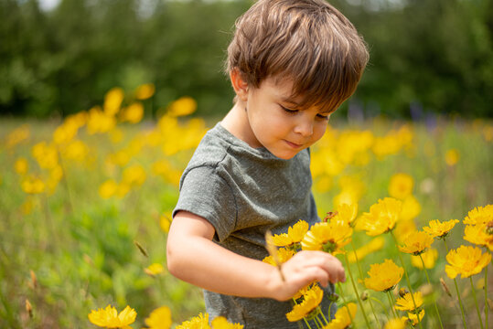 Little Boy Picking Flowers