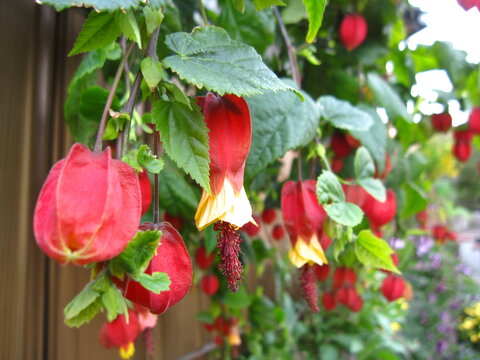チロリアンランプとも呼ばれるウキツリボク　Abutilon megapotamicum
