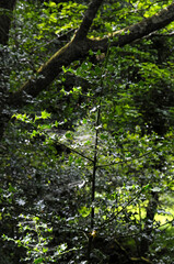 Fototapeta na wymiar Gros plan sur un arbuste à épines ressemblant à du houx, dont la lumière à travers les branches montre qu'elles sont couvertes de toiles d'araignée, au milieu d'une forêt au sud de l'Irlande. 