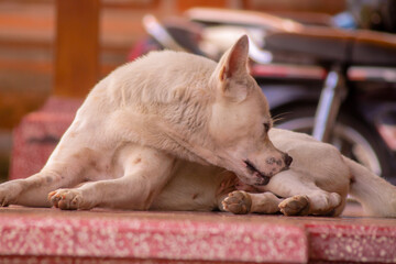 Lazy White Dog Mocking to The Camera