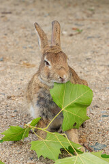大久野島のうさぎ　広島県竹原市　
Rabbits Okunojima Island Hiroshima Takehara city