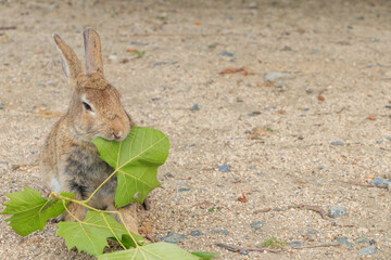 大久野島のうさぎ　広島県竹原市　
Rabbits Okunojima Island Hiroshima Takehara city