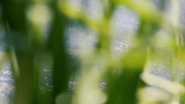 The city in the mountains is shot through a blurry grid of waving branches. A combination of statics and dynamics. Sri Lanka, outskirt of Kandi

