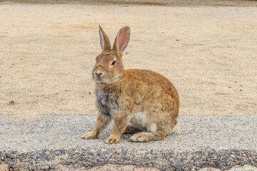 大久野島のうさぎ　広島県竹原市　
Rabbits Okunojima Island Hiroshima Takehara city