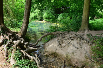 Tree roots at a pond in Surrey.
