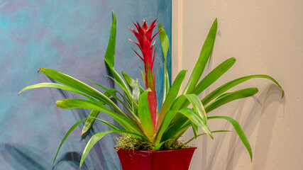 Panorama Potted bromeliad with colorful red flower interior