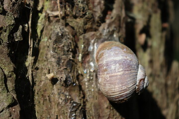 snail on tree in forest