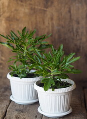 Vegetable background.Geranium with carved graceful leaves on a brown wooden background.