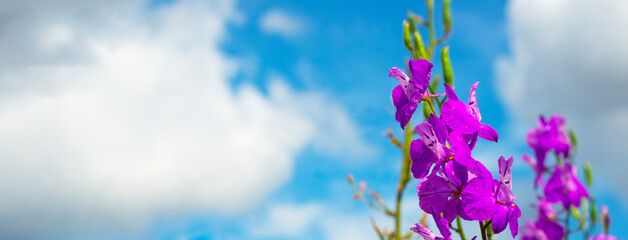  Blue sky with clouds and lilac flowers. Banner. Copy space for text.