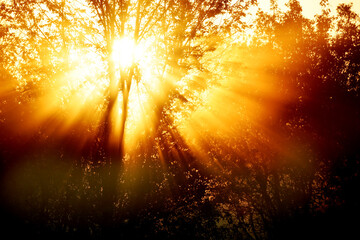 the rays of the sun at dawn through the branches of a tree and fog. Soft selective focus of the...