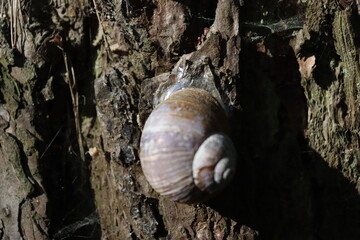 snail on tree in forest