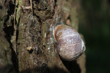 snail on tree in forest