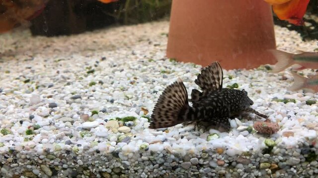 Metallpanzerwelse, Wels im Aquarium