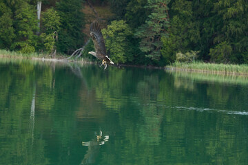 White tailed Eagle Catching eel Raptor Lake Hunting