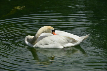 A Swan on a lake in Surrey.