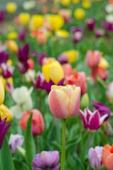 Fototapeta premium Colorful of tulips in Japanese Tulip garden.