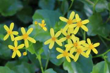 Fototapeta premium Flor amarilla