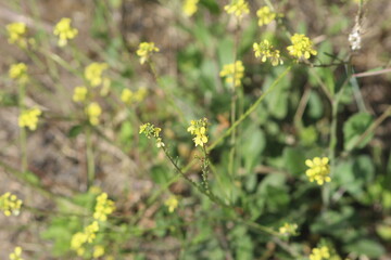 Flores amarillas