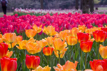 Colorful of tulips in Japanese Tulip garden.