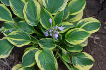 Beautiful wild blue flowers. Wild flowers