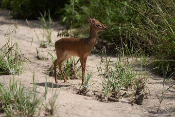 Cute Dik Dik Africa Safari Gras Wild