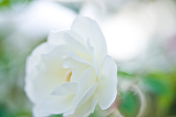 The name of this rose is "Iceberg (Schneewittchen)". 