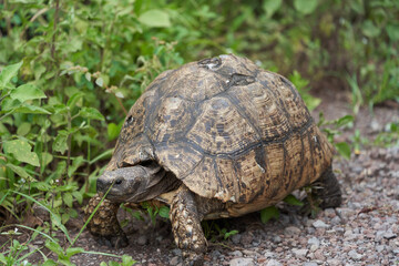 Leopard tortoise Stigmochelys pardalis Africa Kenya Tanzania large and attractively marked found in the savannas