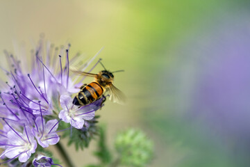 Rainfarn-Phazelie mit Biene
