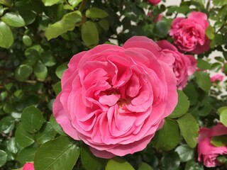 rose, kwiat, czerwień, jardin, charakter, roz, roślin, beuty, kocham, piękne, bukiet, zieleń, kwiatowy, lato, flora, romans, feuille, busz, barwa, valentine