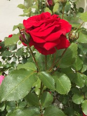 rose, kwiat, czerwień, jardin, charakter, roz, roślin, beuty, kocham, piękne, bukiet, zieleń, kwiatowy, lato, flora, romans, feuille, busz, barwa, valentine