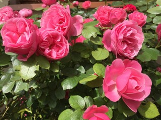 rose, kwiat, czerwień, jardin, charakter, roz, roślin, beuty, kocham, piękne, bukiet, zieleń, kwiatowy, lato, flora, romans, feuille, busz, barwa, valentine